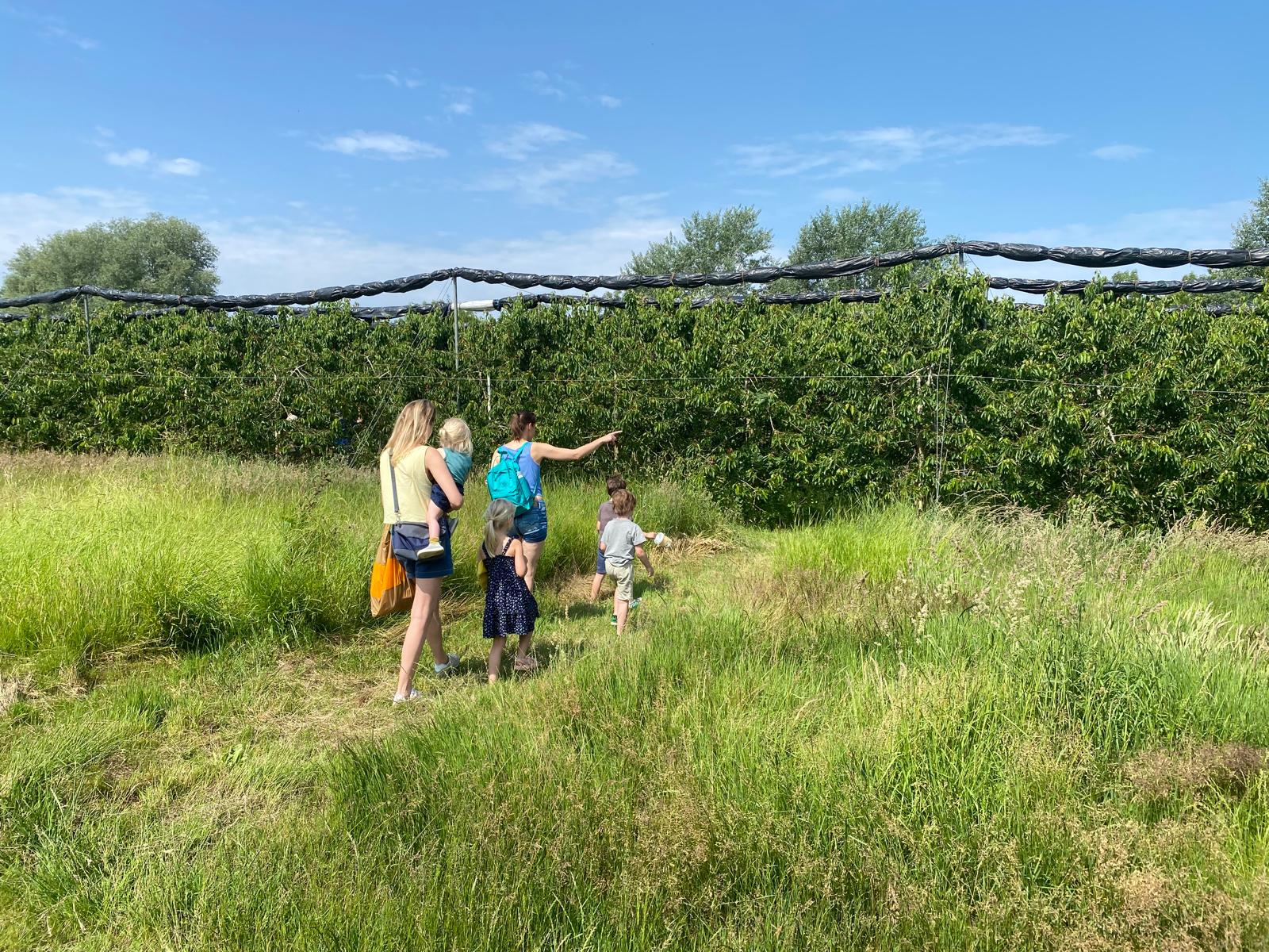 met de kinderen kersen plukken in de boomgaard